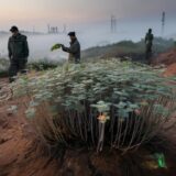 Major Chinese discovery for humanity as strange plant able to suck rare earths from soil sparks fear of resource war